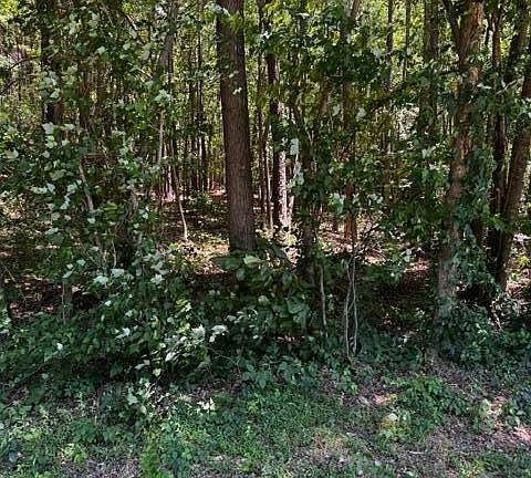 4th image of Lot 1 Dan Road