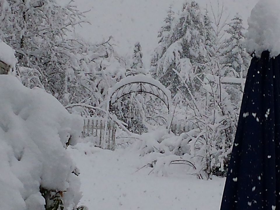 snowy back yard