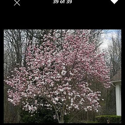 lovely Magnolia tree