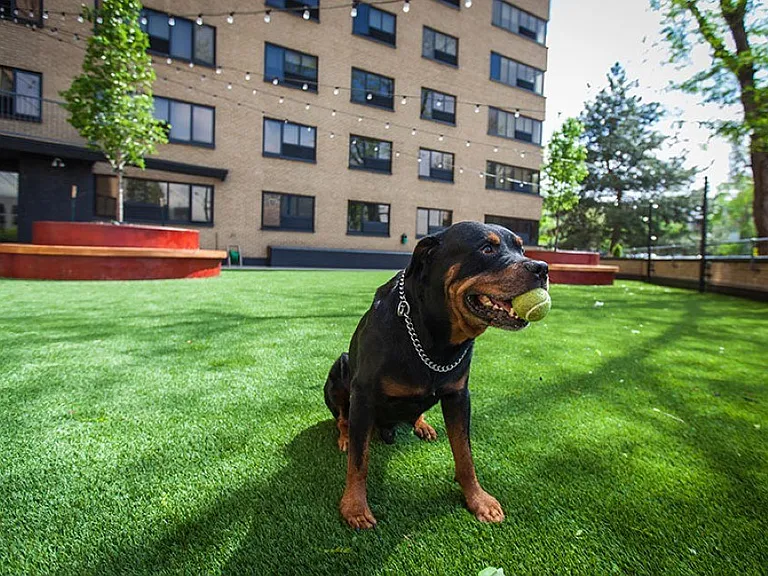 Pet park at Archer Tower in Denver, CO