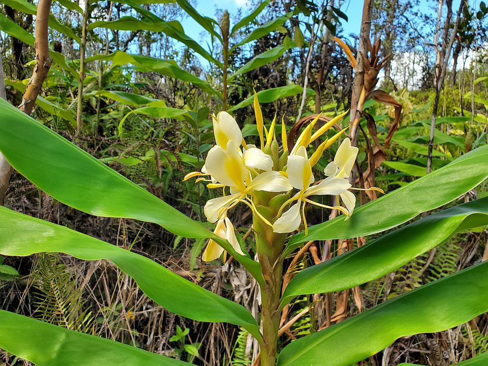 1st image of Road 7 Opeapea Lot 4601