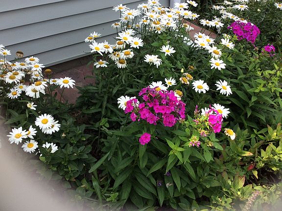 Bountiful perennials 
