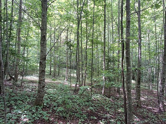 between road and creek