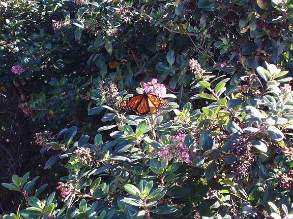 Monarchs in back yard