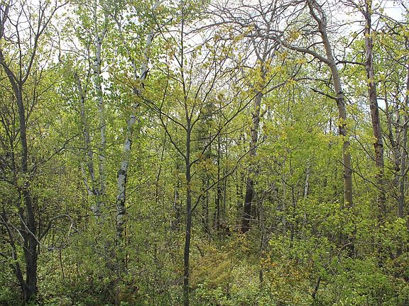 5th image of Bluff Ledge Rd