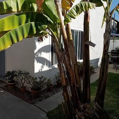 Tropical banana tree at your front door.