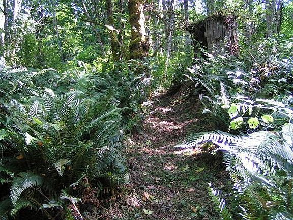 Trails through the property