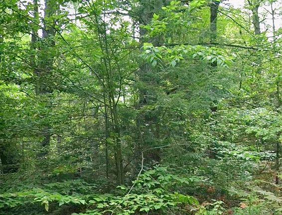 5th image of 0 Bluefield Rd