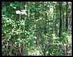 Wooded Lot Beside this Home