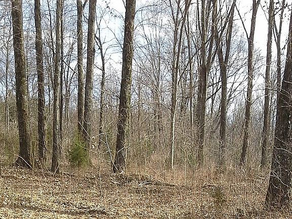 Woods abutting the back yard