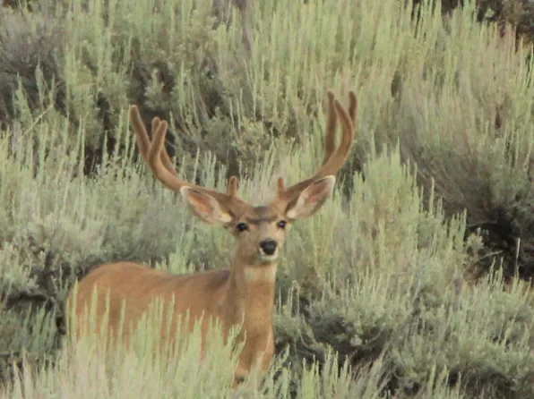 40 Tbd Hwy, Craig, CO 81625