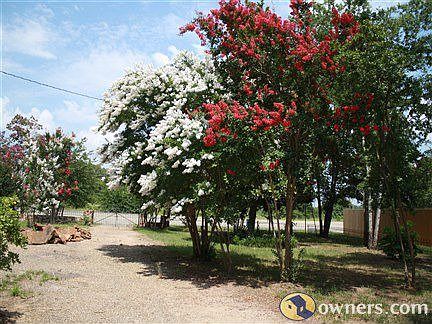 Crepe Myrtles Lining the Driveway