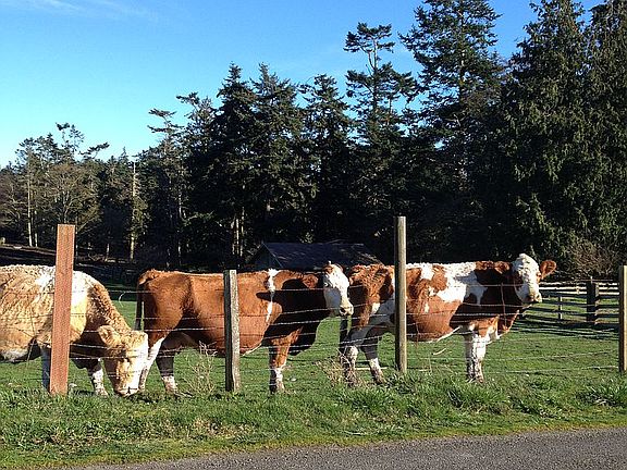 Happy cows!