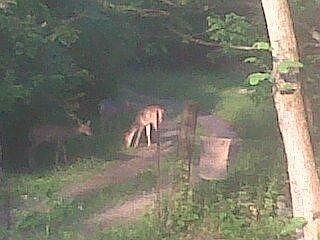 1st image of 6810 Jacks Creek Pike Lot 6820