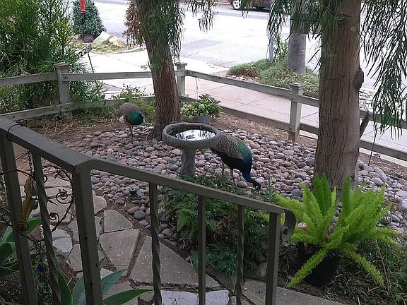 Our neighborhood has recently been visited by "Pete" the peacock