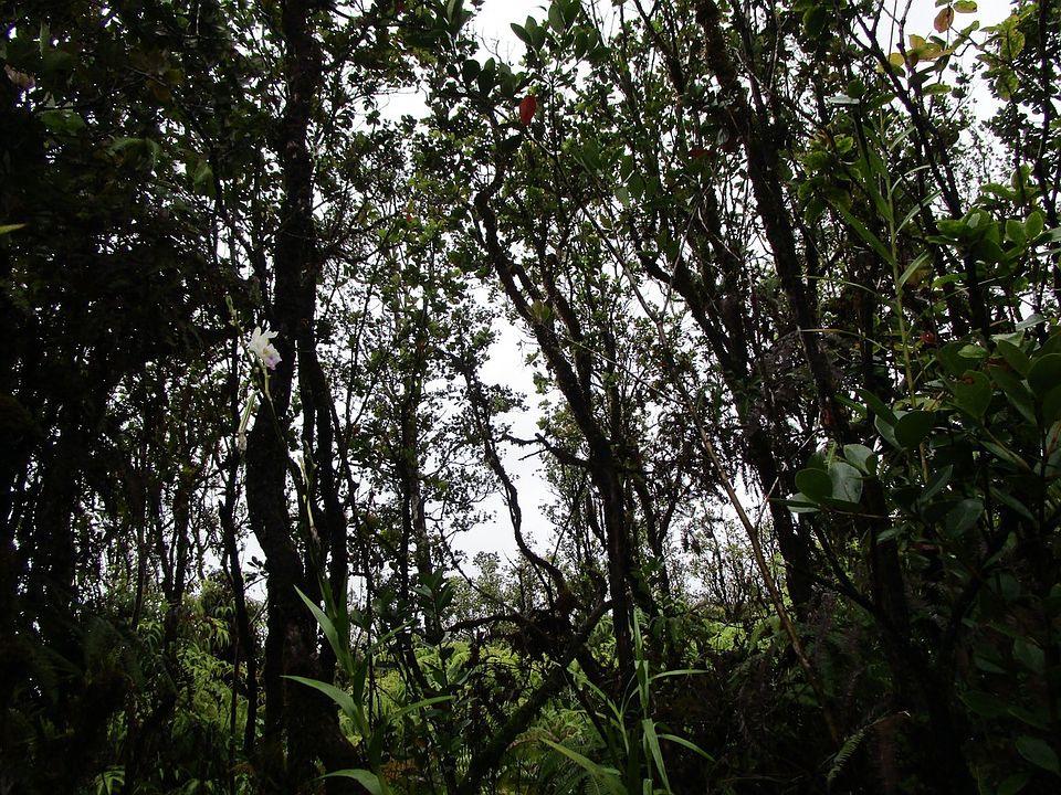 2nd image of Alapua St Lot 47