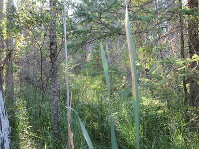 Weadock Rd, Cheboygan, MI, 49721