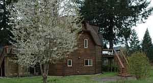 Cherry tree in bloom