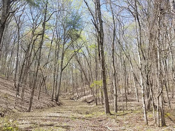 3rd image of Spruce Willow & Maple