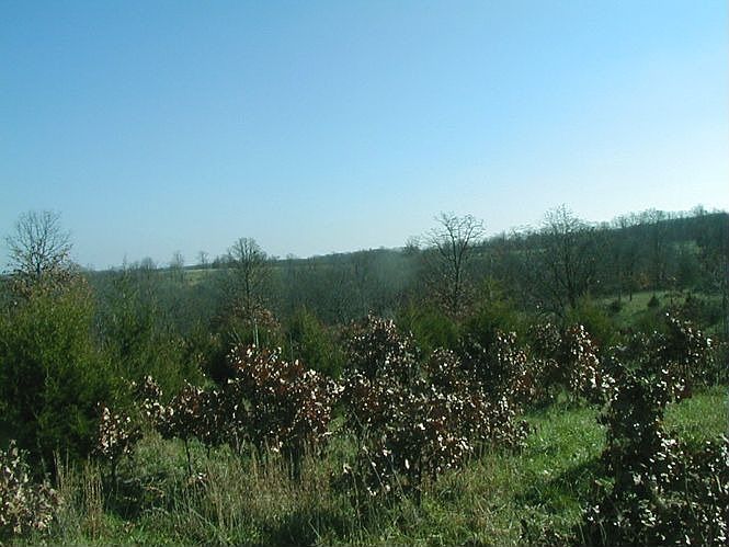 Panoramic Views