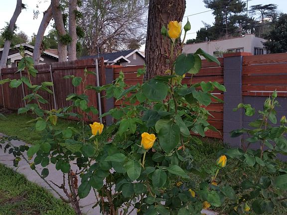 Roses on the way to the unit