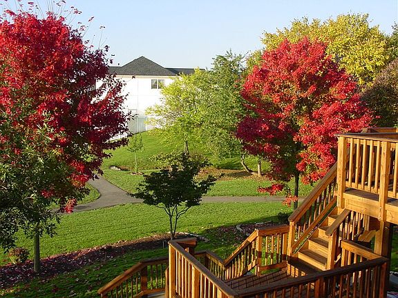 Fall Colors