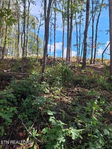 Old Cave Springs Rd, Tazewell, TN, 37879