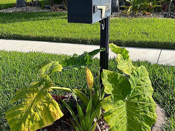 5th image of 5538 Shasta Daisy Pl