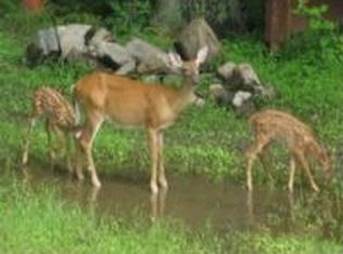 44 Wenonah Rd, Putnam Valley, NY 10579