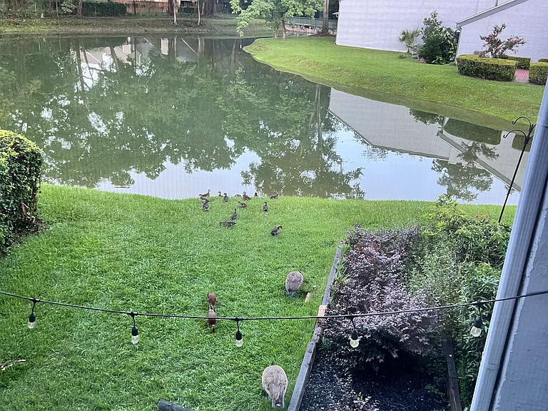 View from the back windows. Geese, mallards, and a Muscovy duck are frequent visitors.