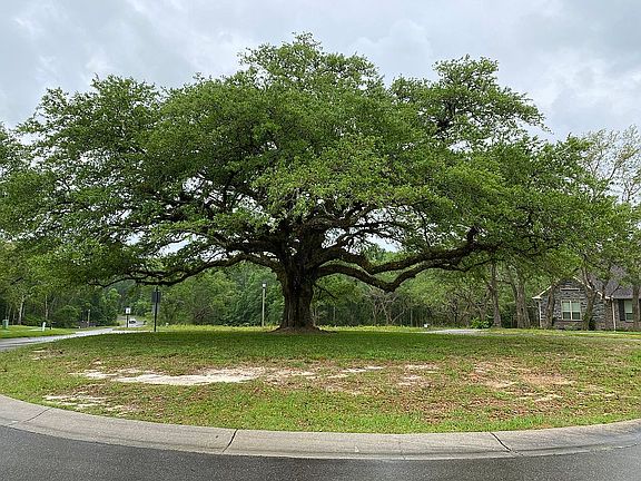 greeted w/gorgeous live oak