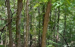 2nd image of Eastview Dr Lot 85