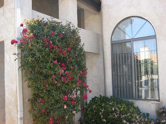 4th image of 11578 Pepper Ln