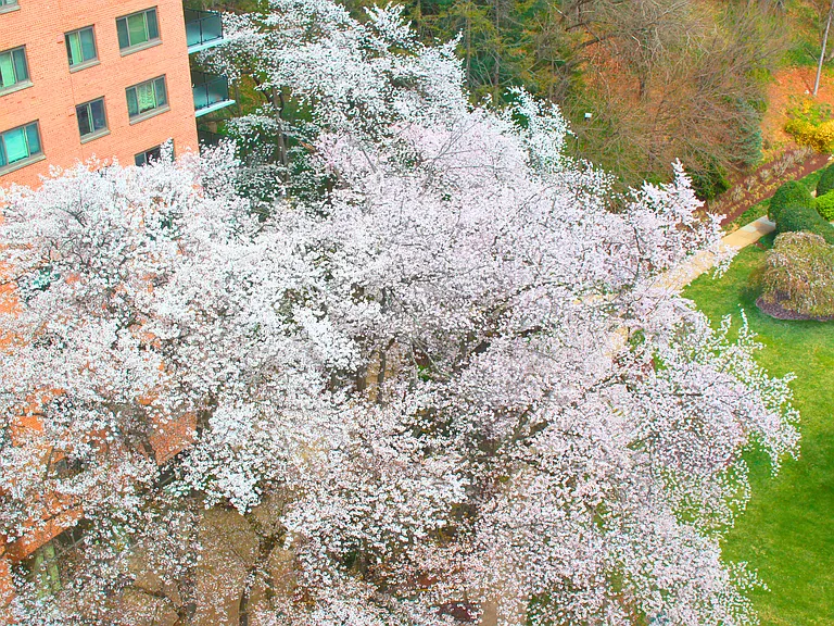 View of Beautiful Cherry Blossom Tree in Bloom