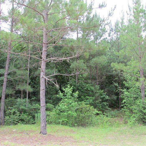 2nd image of 650 Green Tippett Rd