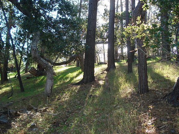 5th image of 1455 Pineridge Dr