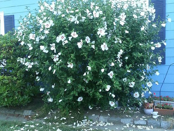 128colburnstreetdedhamflowers2