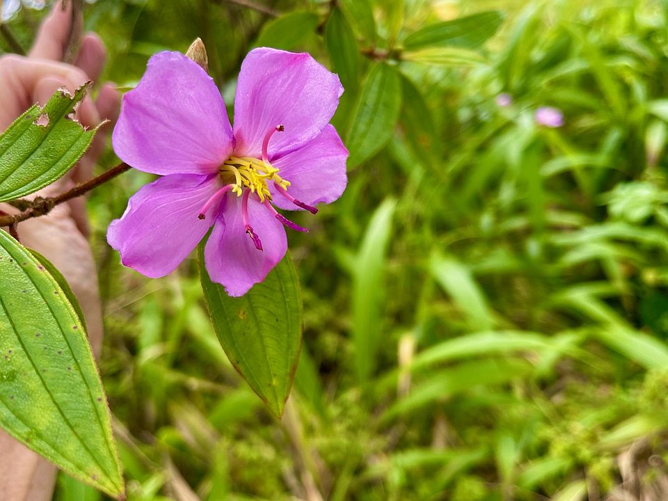 1st image of Orchid Land Dr Lot 4-B