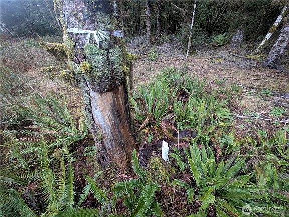 3rd image of 9991 Quillayute Road