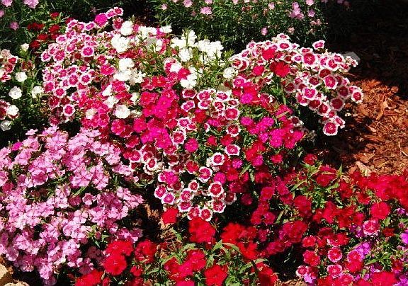 Front yard flowers in bloom