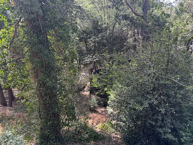 BACK YARD VIEW OF TREES