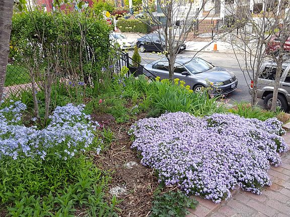 Front yard