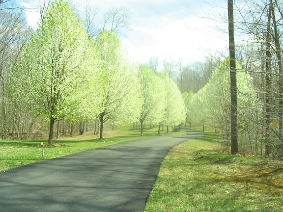 Blooming trees on driveway