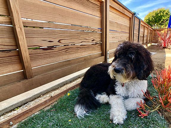 Property dog Jax (she lives in the back with me).