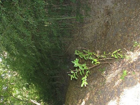 4th image of 6688 Weston Rd