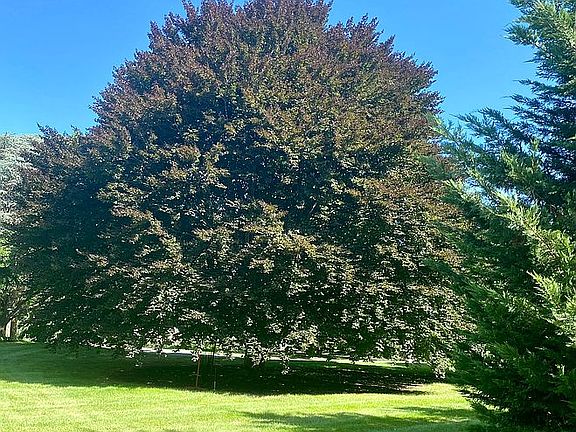 Magnificent Beech Tree