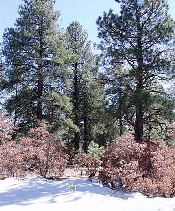 5th image of 163 Needle Creek Trl