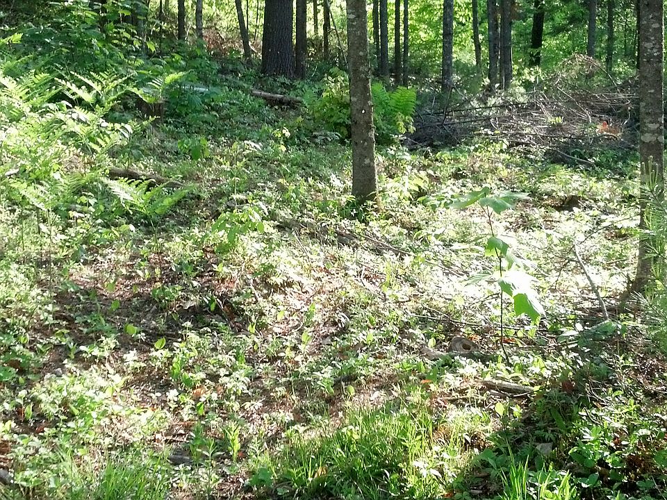 glimpse into the woods