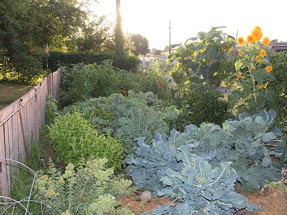 Vegetable Garden