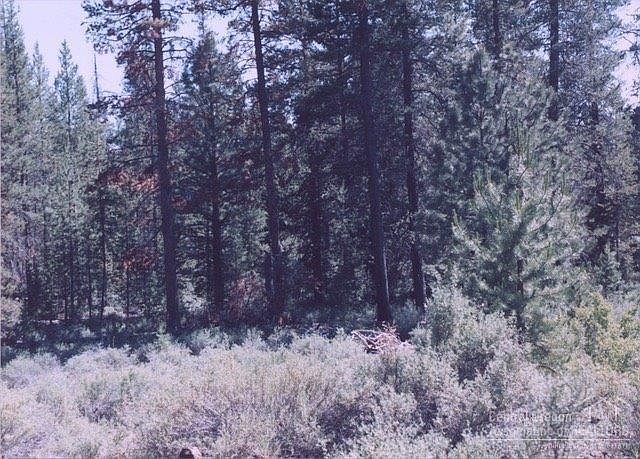 2nd image of 15195 Yellow Pine Loop
